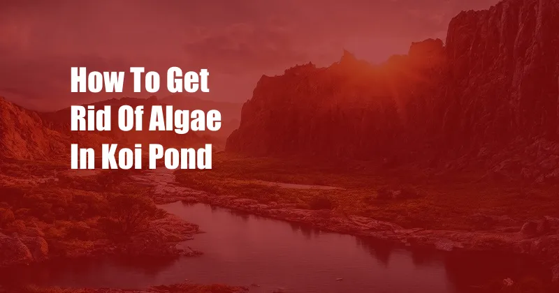 How To Get Rid Of Algae In Koi Pond