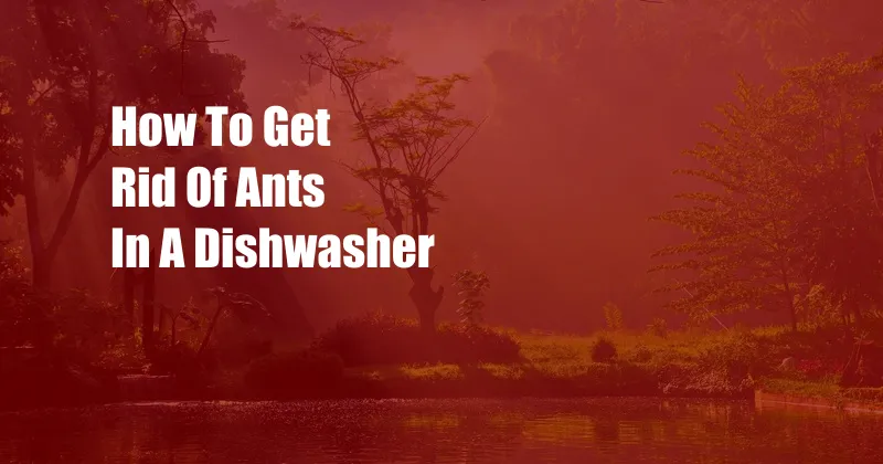 How To Get Rid Of Ants In A Dishwasher