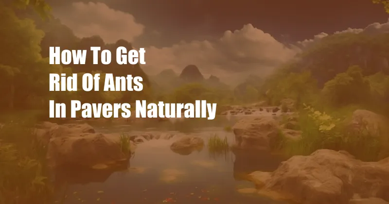 How To Get Rid Of Ants In Pavers Naturally