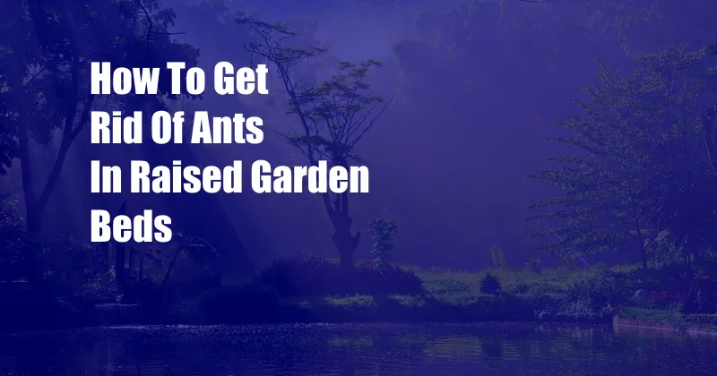 How To Get Rid Of Ants In Raised Garden Beds