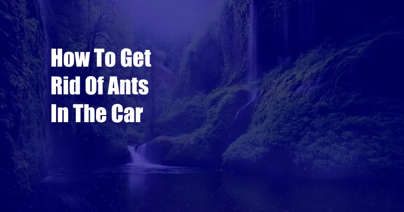 How To Get Rid Of Ants In The Car