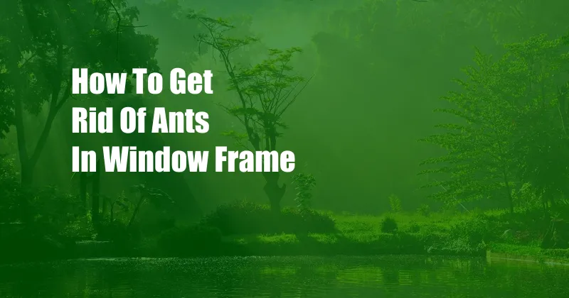 How To Get Rid Of Ants In Window Frame