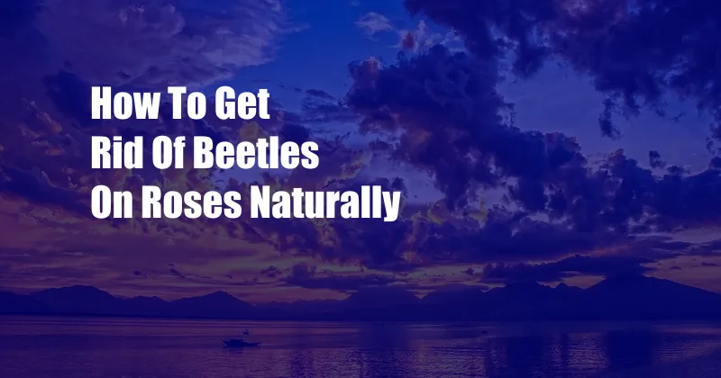 How To Get Rid Of Beetles On Roses Naturally