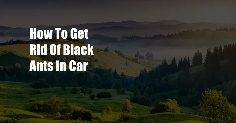 How To Get Rid Of Black Ants In Car