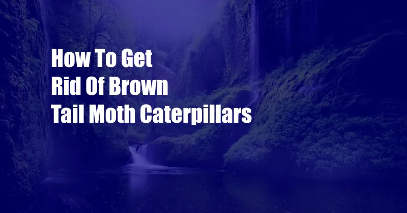 How To Get Rid Of Brown Tail Moth Caterpillars