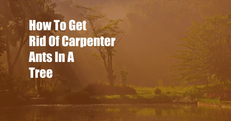 How To Get Rid Of Carpenter Ants In A Tree