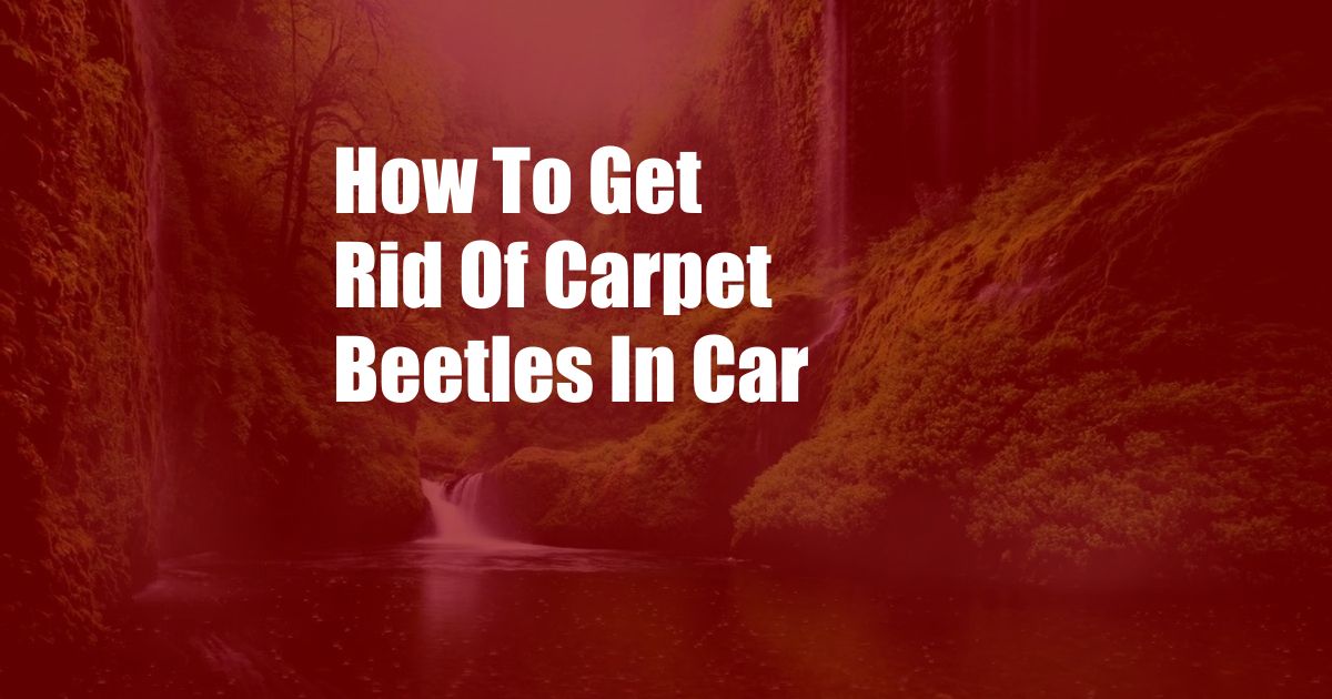 How To Get Rid Of Carpet Beetles In Car