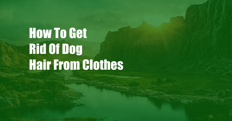 How To Get Rid Of Dog Hair From Clothes