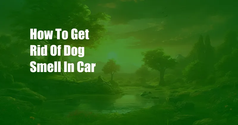 How To Get Rid Of Dog Smell In Car