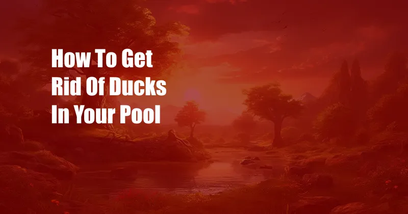 How To Get Rid Of Ducks In Your Pool