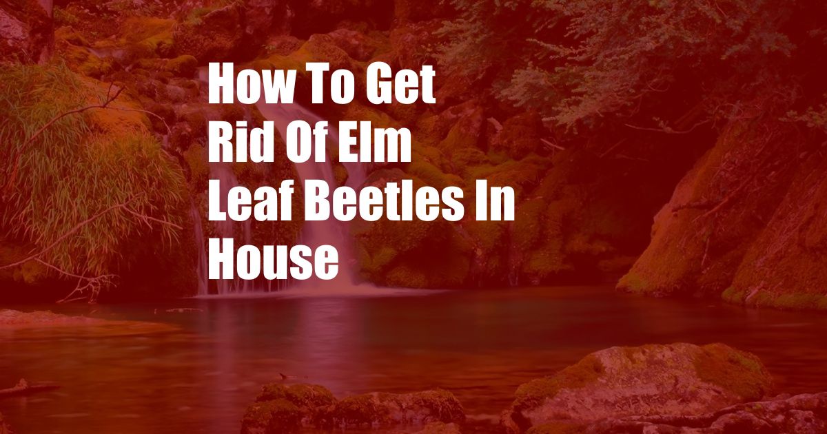 How To Get Rid Of Elm Leaf Beetles In House