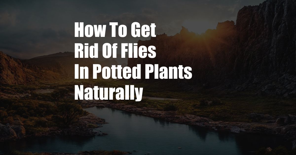 How To Get Rid Of Flies In Potted Plants Naturally