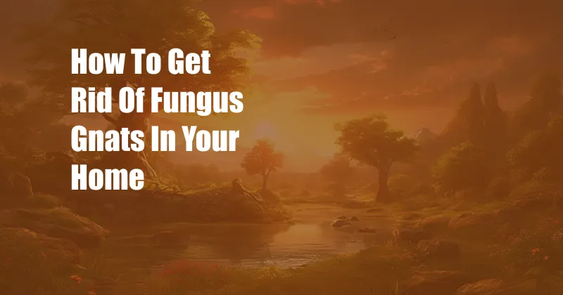 How To Get Rid Of Fungus Gnats In Your Home
