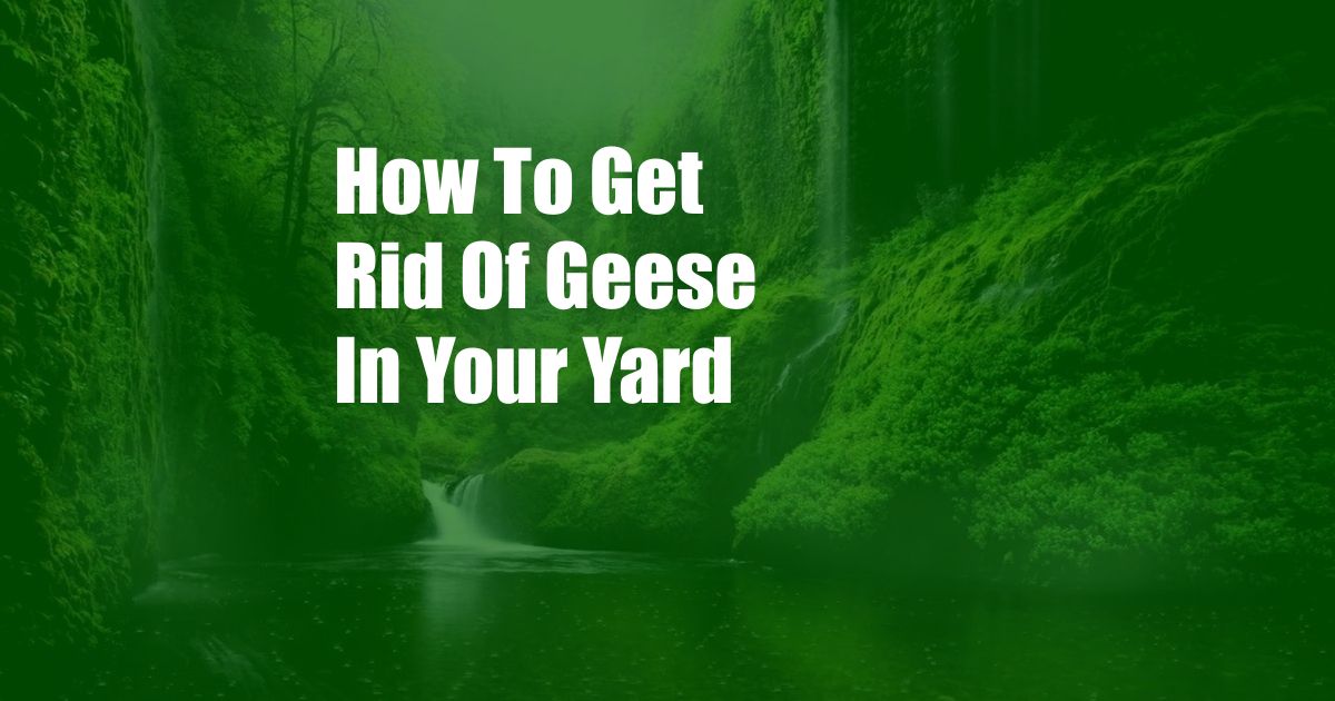 How To Get Rid Of Geese In Your Yard