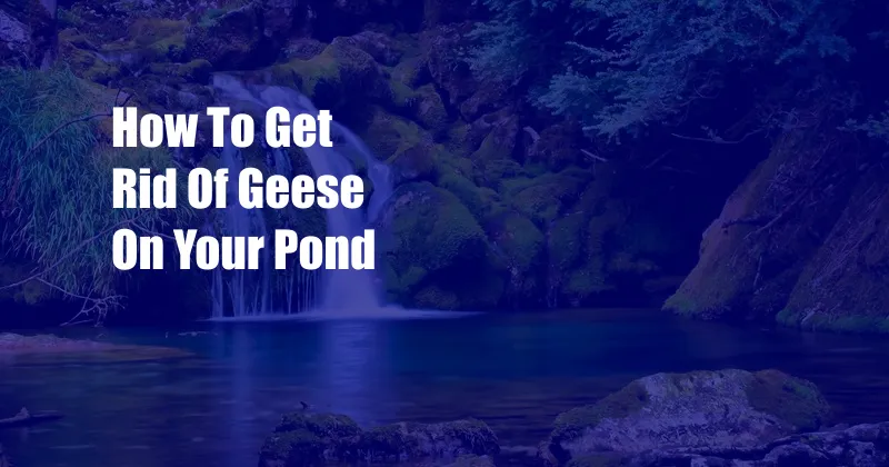 How To Get Rid Of Geese On Your Pond