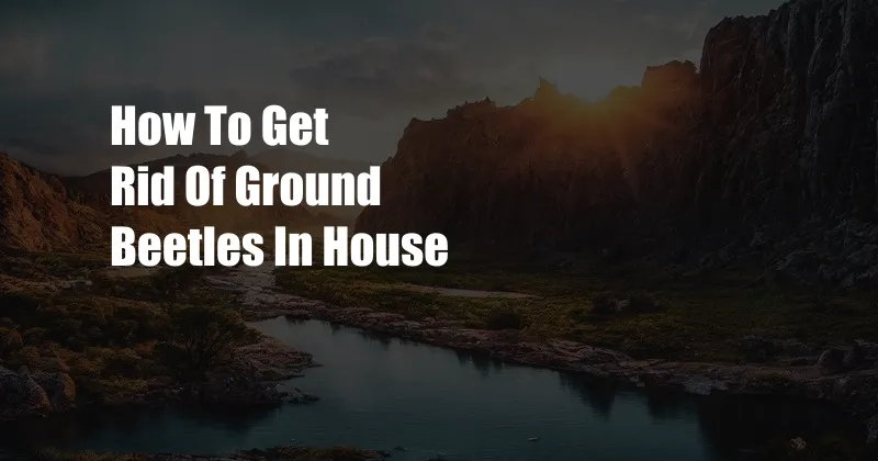 How To Get Rid Of Ground Beetles In House