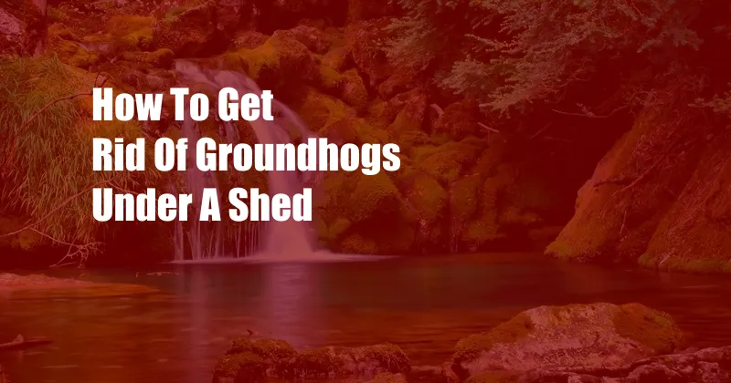 How To Get Rid Of Groundhogs Under A Shed