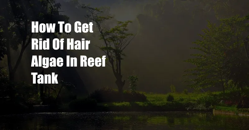 How To Get Rid Of Hair Algae In Reef Tank