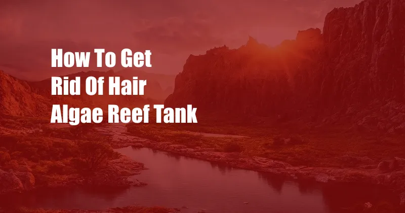 How To Get Rid Of Hair Algae Reef Tank