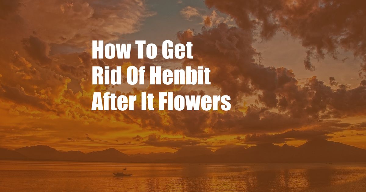 How To Get Rid Of Henbit After It Flowers