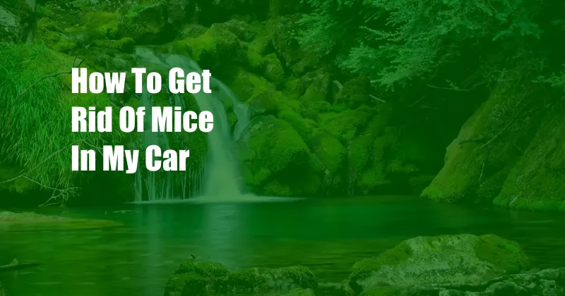 How To Get Rid Of Mice In My Car