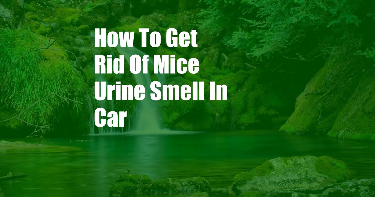 How To Get Rid Of Mice Urine Smell In Car