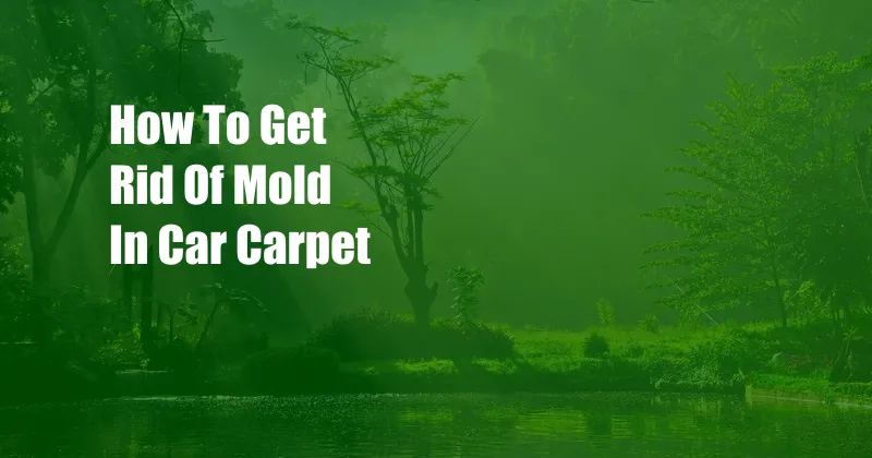 How To Get Rid Of Mold In Car Carpet