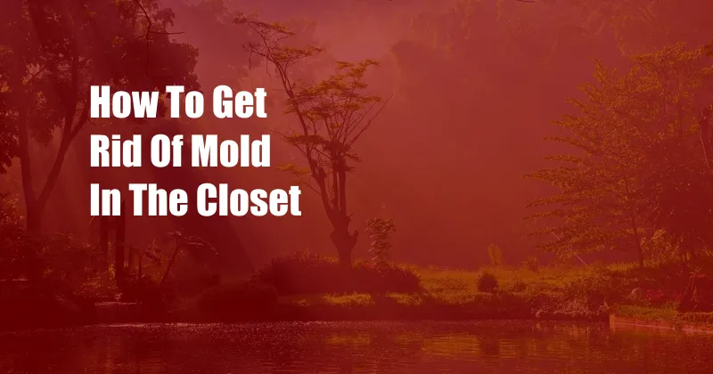 How To Get Rid Of Mold In The Closet