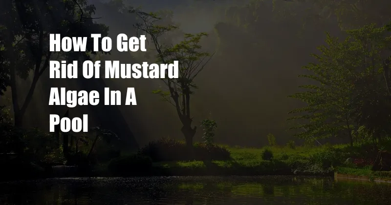 How To Get Rid Of Mustard Algae In A Pool