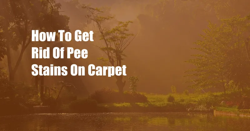 How To Get Rid Of Pee Stains On Carpet