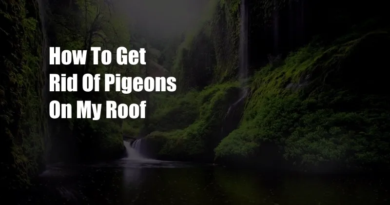 How To Get Rid Of Pigeons On My Roof