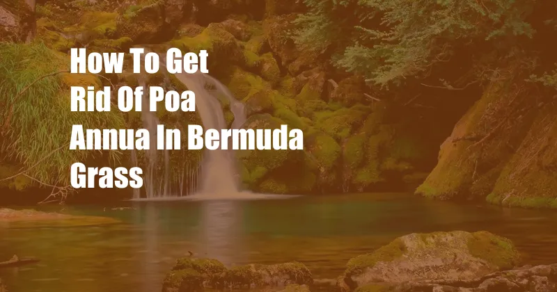 How To Get Rid Of Poa Annua In Bermuda Grass