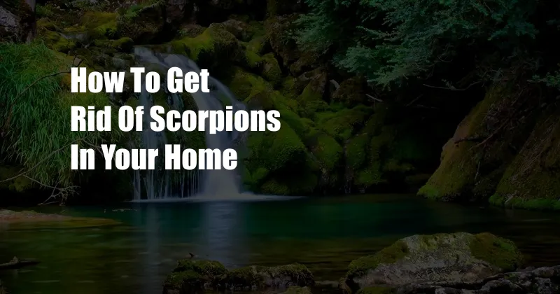 How To Get Rid Of Scorpions In Your Home