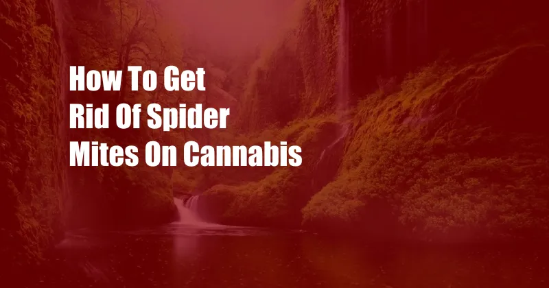 How To Get Rid Of Spider Mites On Cannabis