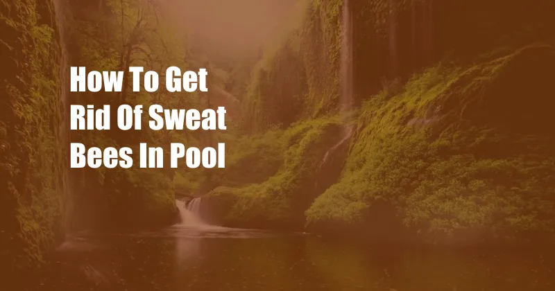 How To Get Rid Of Sweat Bees In Pool