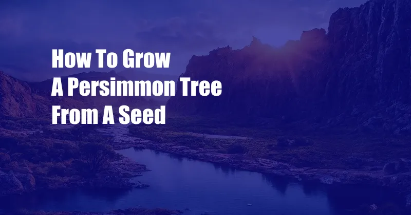 How To Grow A Persimmon Tree From A Seed
