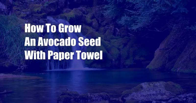 How To Grow An Avocado Seed With Paper Towel