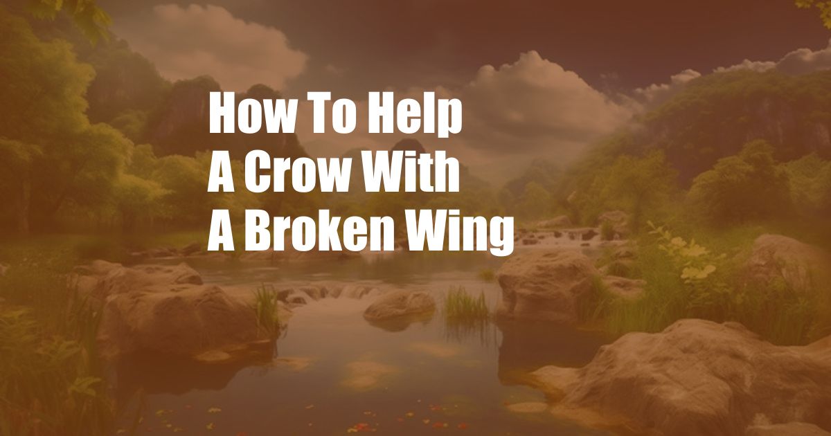How To Help A Crow With A Broken Wing