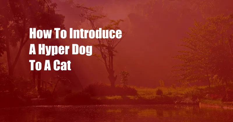 How To Introduce A Hyper Dog To A Cat