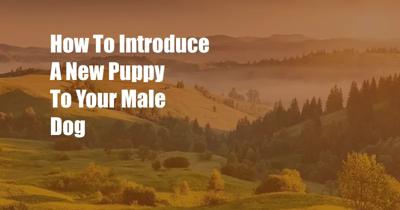 How To Introduce A New Puppy To Your Male Dog