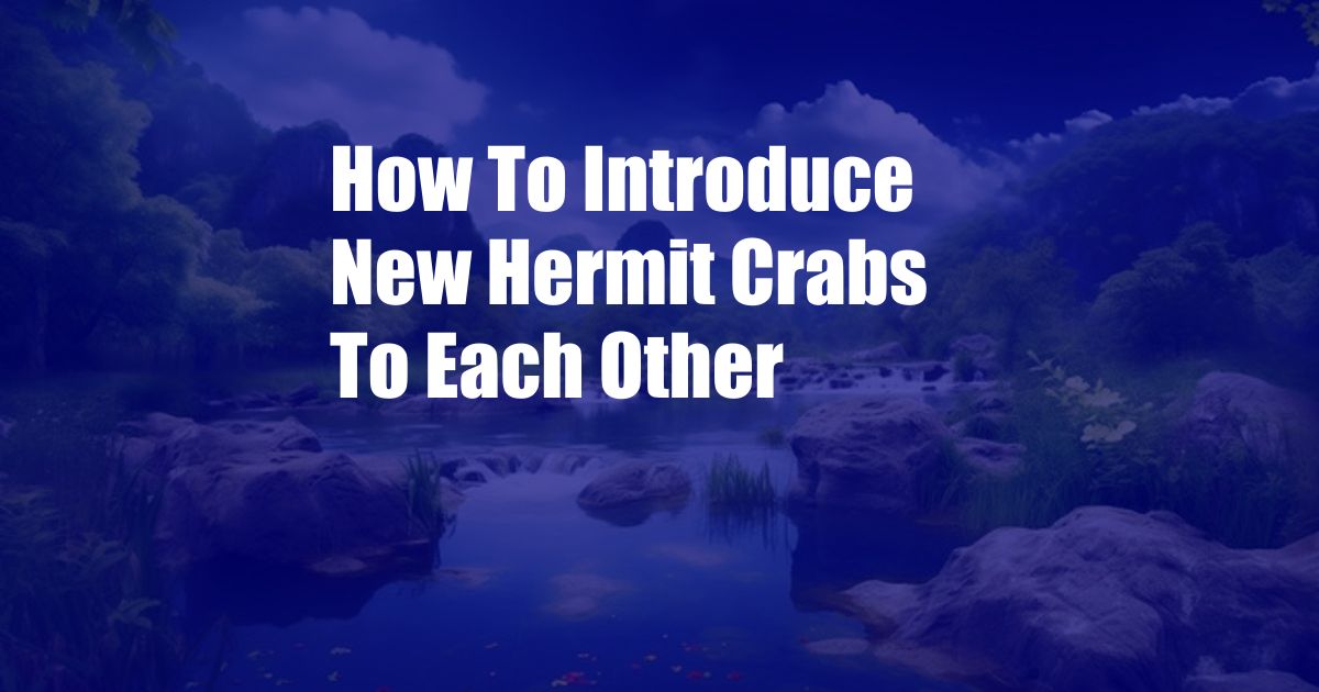 How To Introduce New Hermit Crabs To Each Other