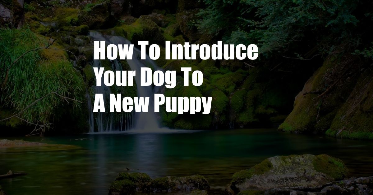 How To Introduce Your Dog To A New Puppy