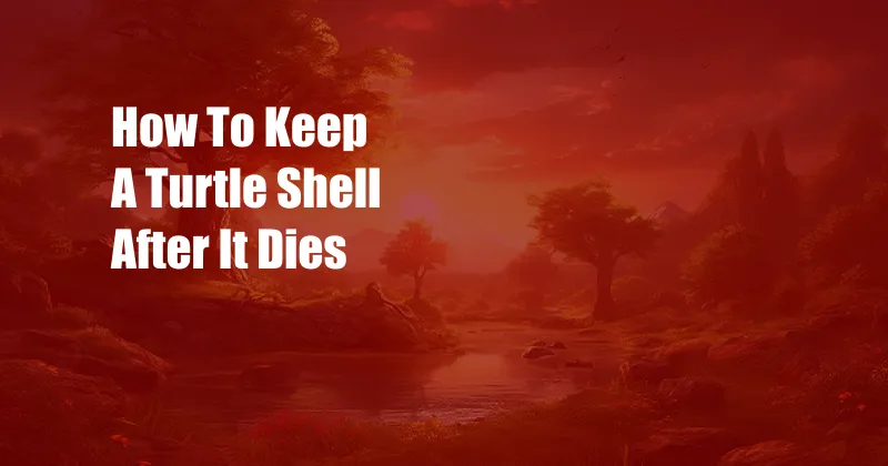 How To Keep A Turtle Shell After It Dies