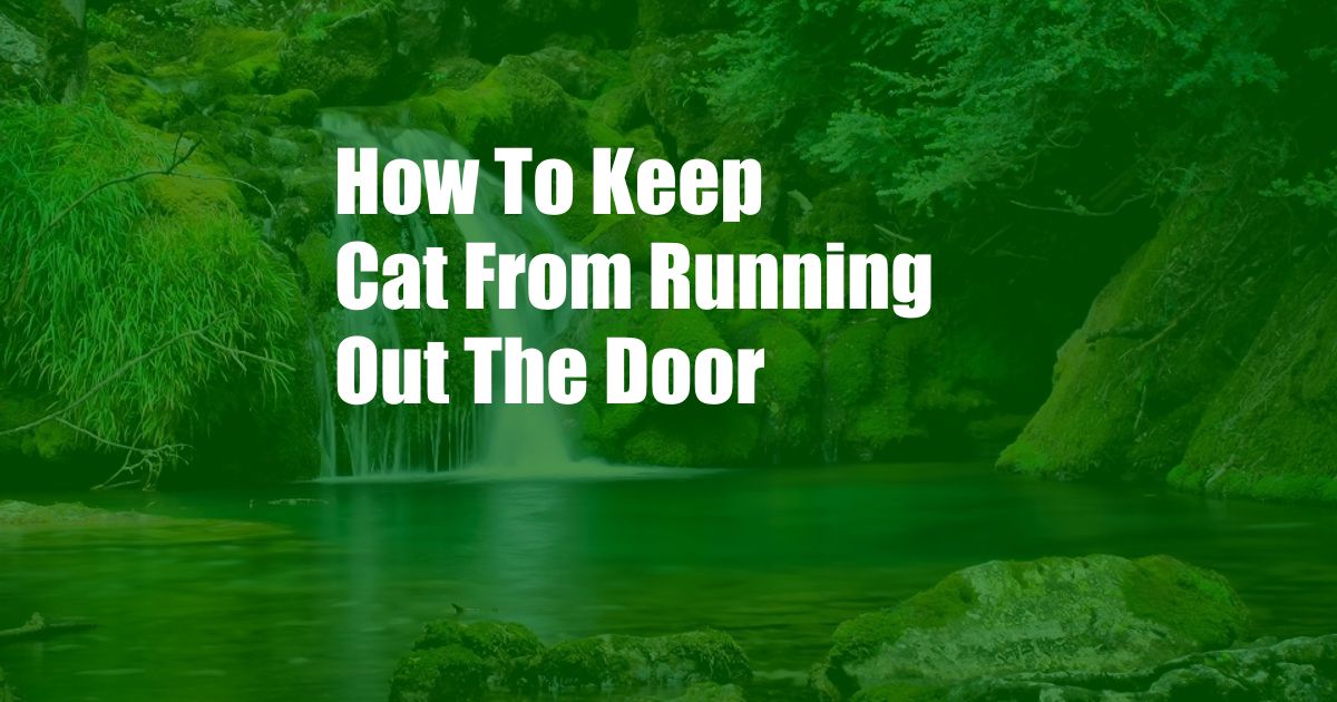 How To Keep Cat From Running Out The Door