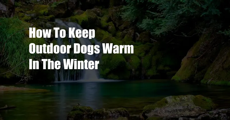 How To Keep Outdoor Dogs Warm In The Winter