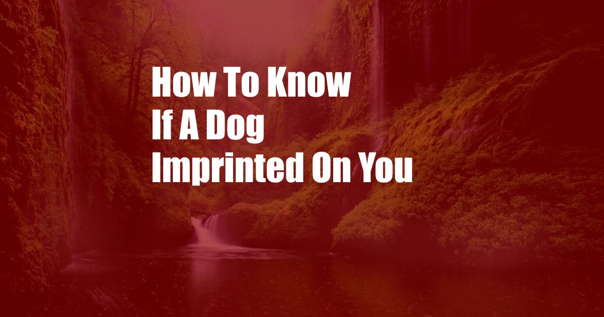 How To Know If A Dog Imprinted On You