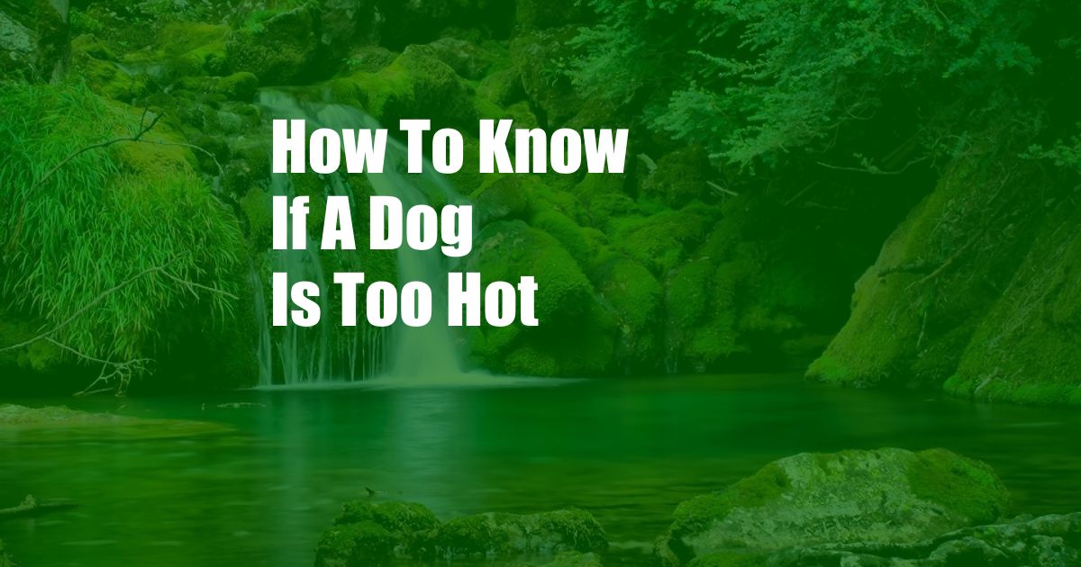 How To Know If A Dog Is Too Hot