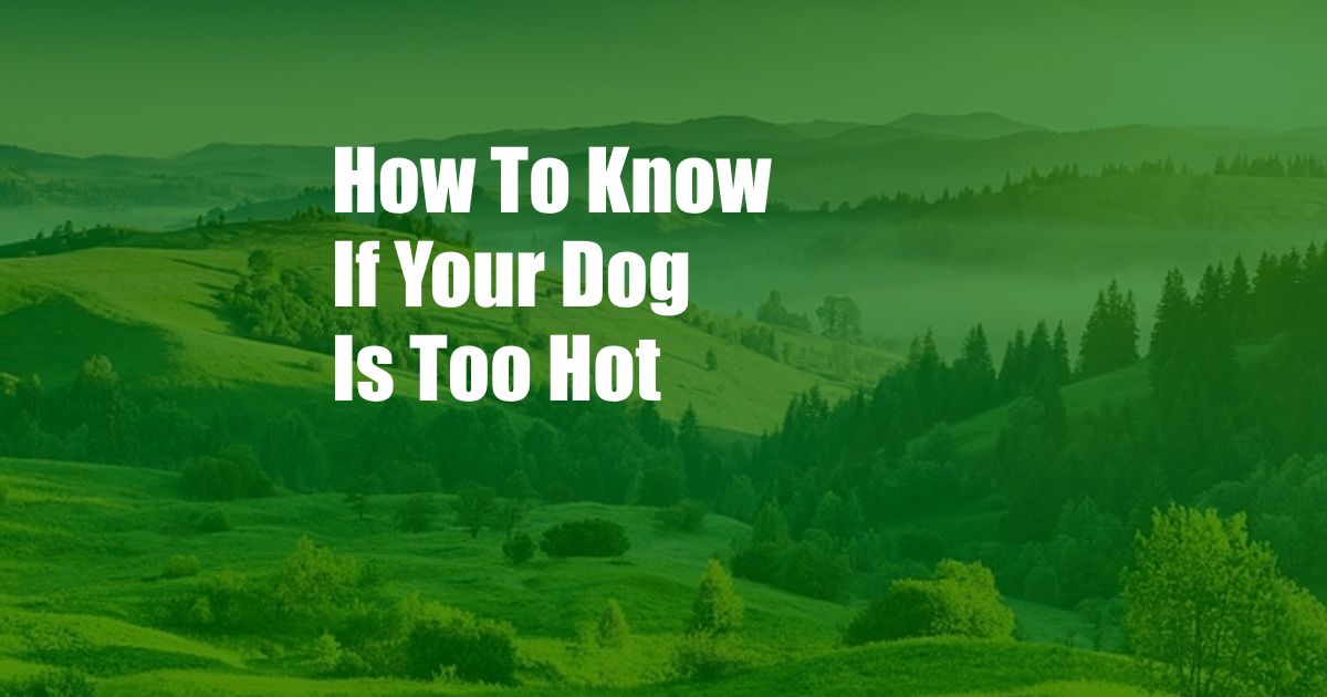 How To Know If Your Dog Is Too Hot