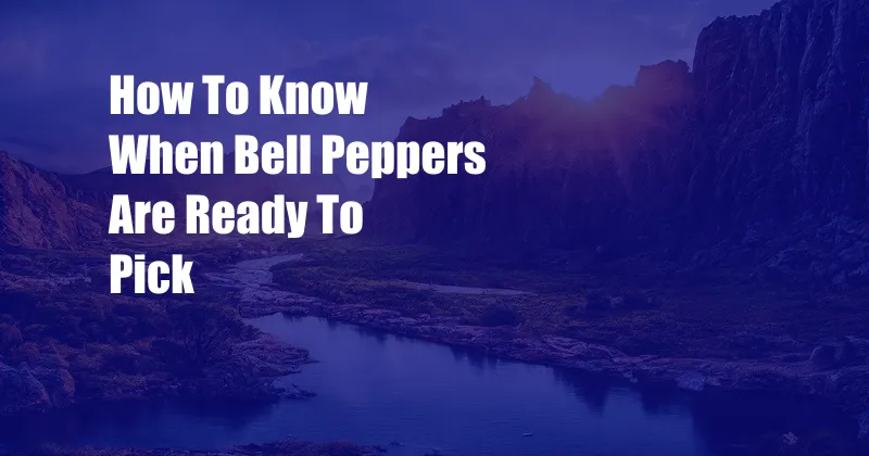 How To Know When Bell Peppers Are Ready To Pick