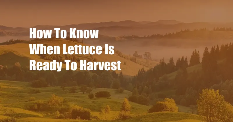 How To Know When Lettuce Is Ready To Harvest